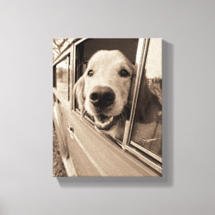 Lienzo Perro que mira a escondidas hacia fuera una