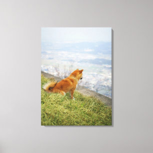 Lienzo Perro que mira abajo en de la colina