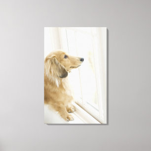 Lienzo Perro que mira hacia fuera la ventana