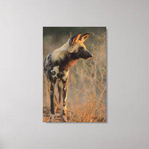 Lienzo Perro salvaje africano (Lycaon Pictus), Kruger