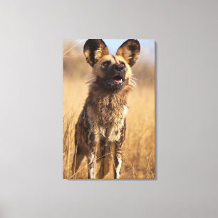 Lienzo Perro salvaje pintado en África