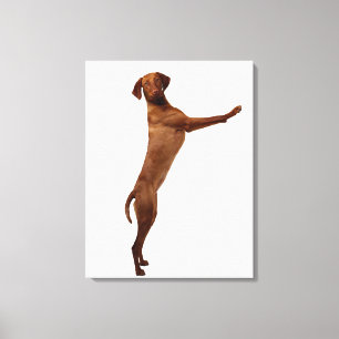 Lienzo Perro Vizsla