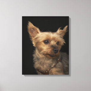Lienzo Perro Yorkie de pelo corto mirando a la derecha