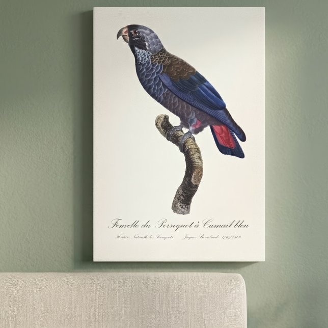 Lienzo Perroquet a un loro de Camail bleu / Dusky (Dusky Parrot or Dusky Pionus, Pionus fuscus. Canvas Print )
