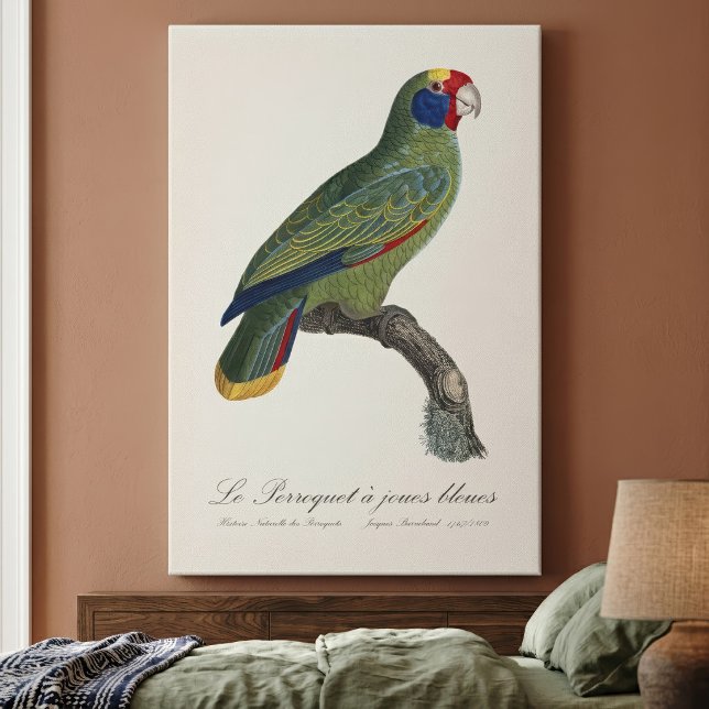 Lienzo Perroquet joues bleues / amazón de cola roja (Red-Tailed Parrot Amazon, Amazona Brasiliensis. Canvas Print)