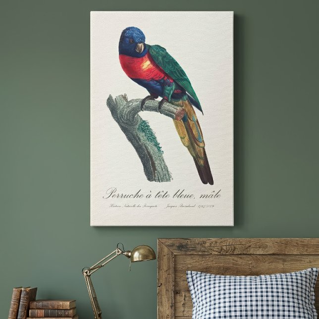 Lienzo Perruche a tete bleue / Lorikeet arcoiris (Rainbow Lorikeet Male, Trichoglossus Moluccanus. Canvas Print)