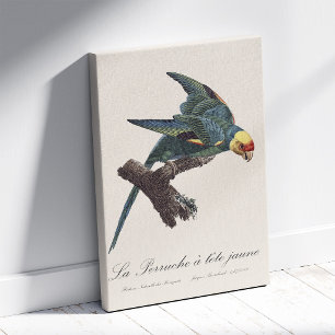 Lienzo Perruche a Tete Jaune / Parakeet Carolina