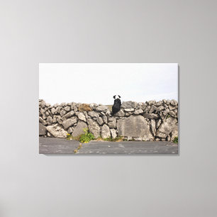 Lienzo Persiga sentarse en una pared de piedra irlandesa