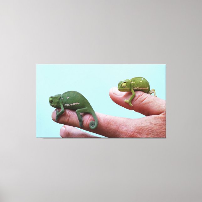 Lienzo Perspectiva de los camaleones para bebés (Anverso)