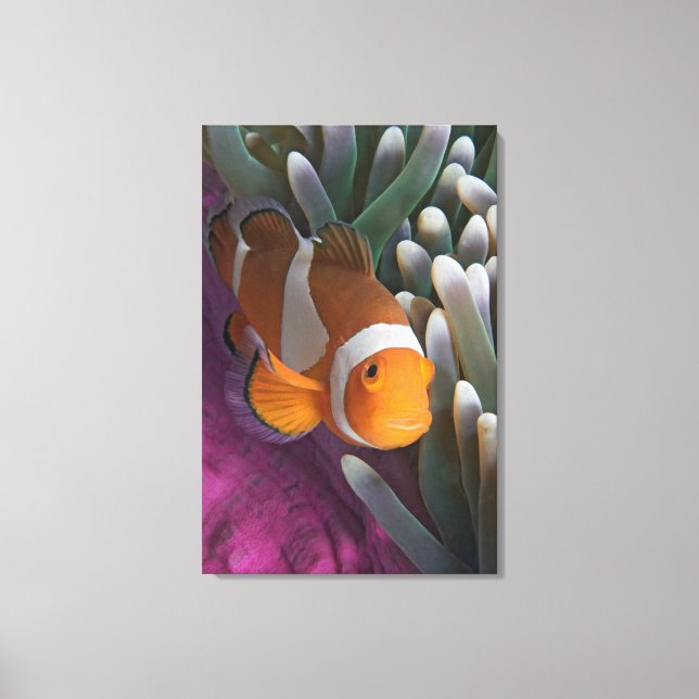 Lienzo Pescado anemónico de Payaso Occidental (Anverso)