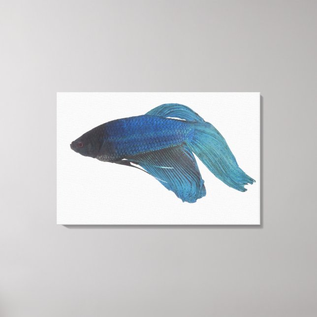 Lienzo Pescado Betta o pez azul masculino siamés (Anverso)