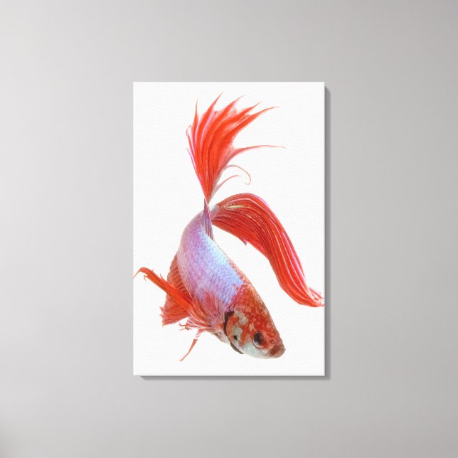 Lienzo Pescado combativo siamés (Betta splendens) (Anverso)