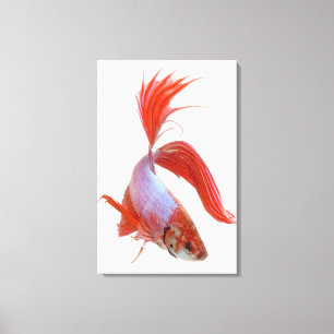 Lienzo Pescado combativo siamés (Betta splendens)