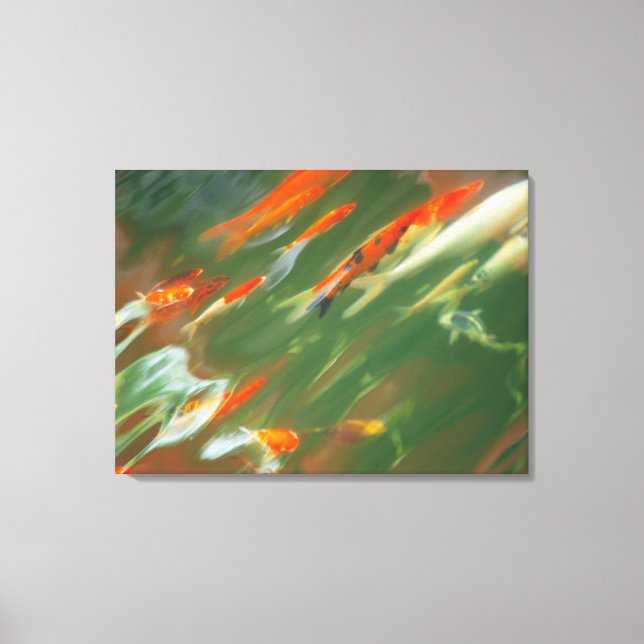 Lienzo Pescado de carpa de Koi nadando en un estanque (Anverso)