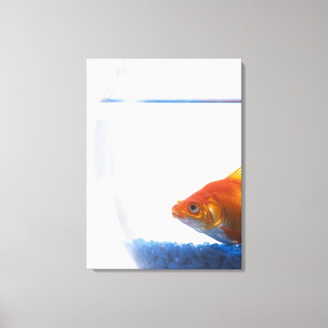 Lienzo Pescado de oro en un bol con fondo blanco (Anverso)