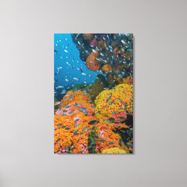 Lienzo Pescado entre los arrecifes de coral (Anverso)