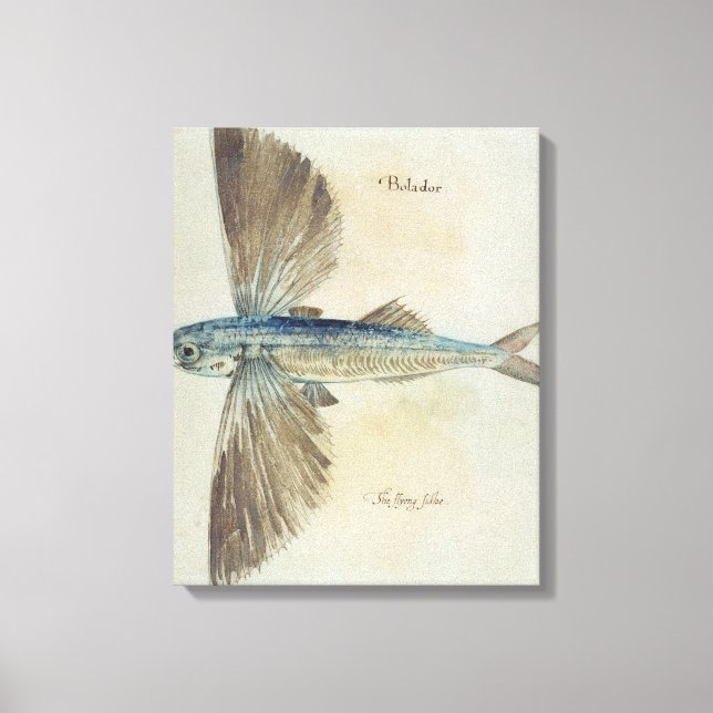 Lienzo Pescado volador (Anverso)