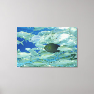 Lienzo Pescados amarillos del cirujano con el goldfish