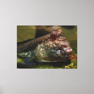 Lienzo Pescados anfibios Oxudercinae de Mudskipper