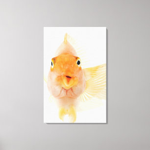 Lienzo Pescados de agua dulce tropicales