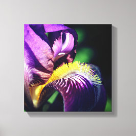 Lienzo Petalo de flor de iris con barba morada