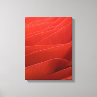 Lienzo Pétalos de flores rojas anunculus