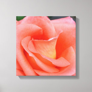 Lienzo pétalos de rosa rosa rosa rosado