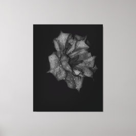 Lienzo Pétalos recién besados en la oscuridad