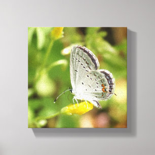 Lienzo Petite Butterfly