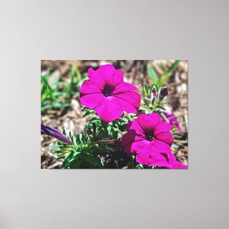 Lienzo Petunias rosadas vibrantes en flor
