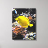 Pez tang amarillo