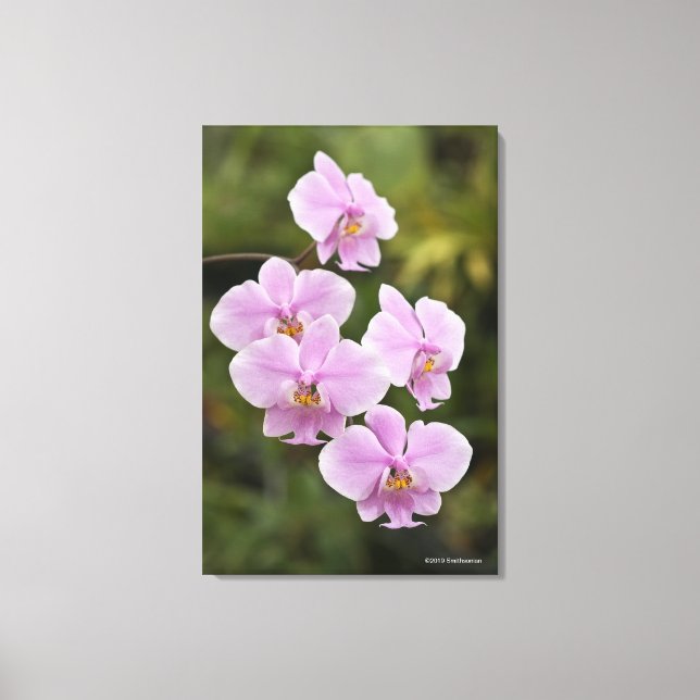 Lienzo Phalaenopsis Schilleriana (Anverso)