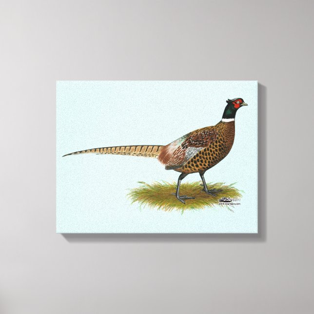 Lienzo Pheasant Rooster (Anverso)