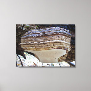 Lienzo Phellinus igniarius Mushroom Canvas Print