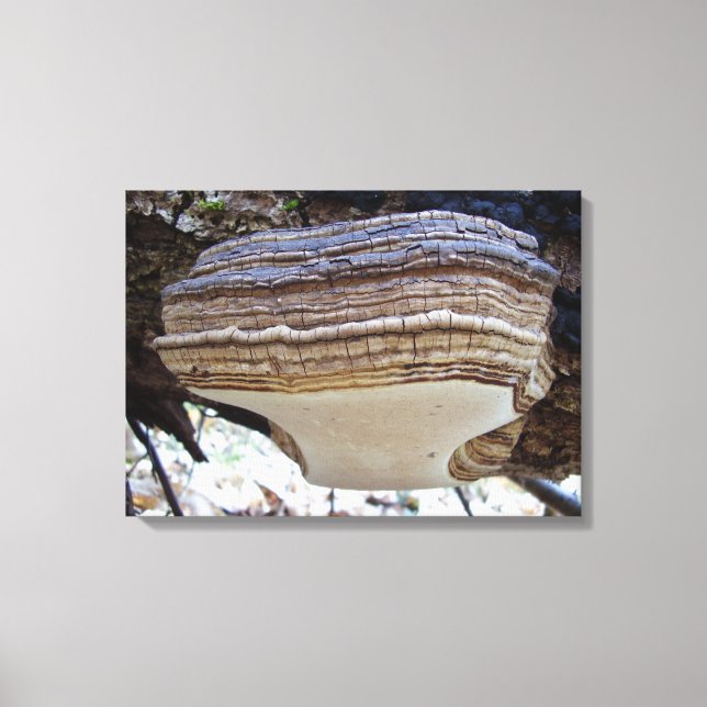 Lienzo Phellinus igniarius Mushroom Canvas Print (Anverso)