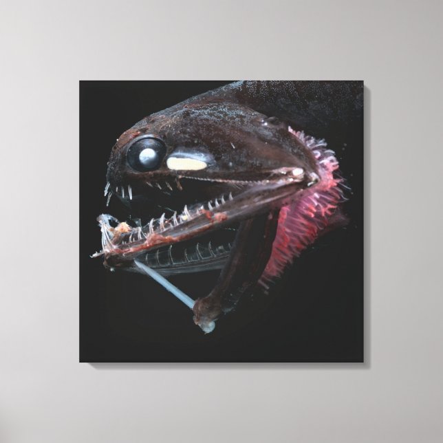 Lienzo Photostomias Guernei (Anverso)