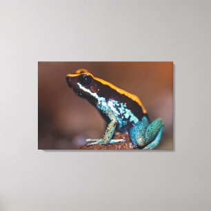 Lienzo Phyllobates vittatus, una rana venenosa