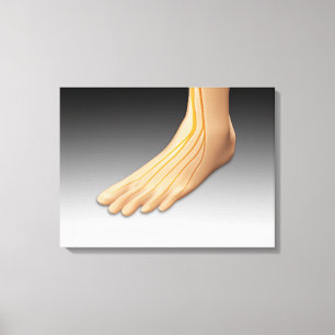 Lienzo Pie humano con el sistema nervioso 2