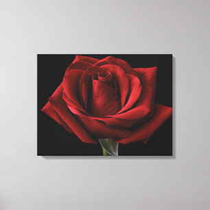 Lienzo Pilar de lanzamiento de rosa roja