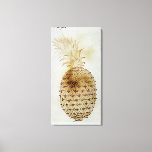 Lienzo Piña (Anverso)