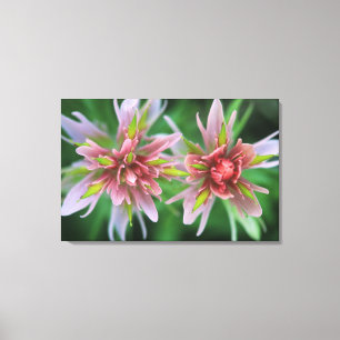 Lienzo Pincel indio, Banff NP, Alberta, Canadá