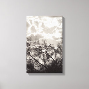 Lienzo Pincel Retroiluminación Desierto Sonorano B&W Foto