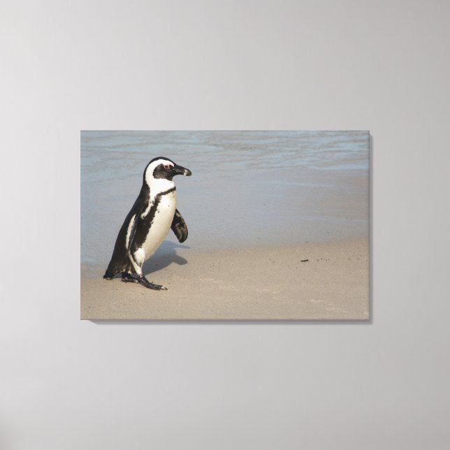 Lienzo Pingüino Africano Caminando (Anverso)