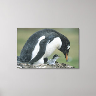 Lienzo Pingüino de Gentoo, (Pygoscelis papua), Malvinas