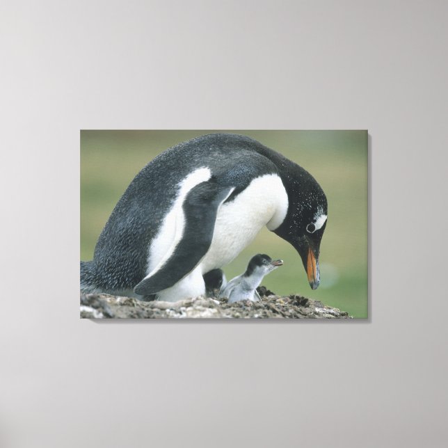 Lienzo Pingüino de Gentoo, (Pygoscelis papua), Malvinas (Anverso)