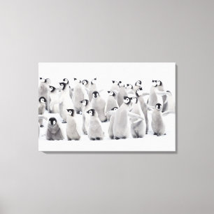 Lienzo Pingüino emperador