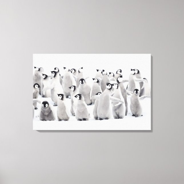 Lienzo Pingüino emperador (Anverso)