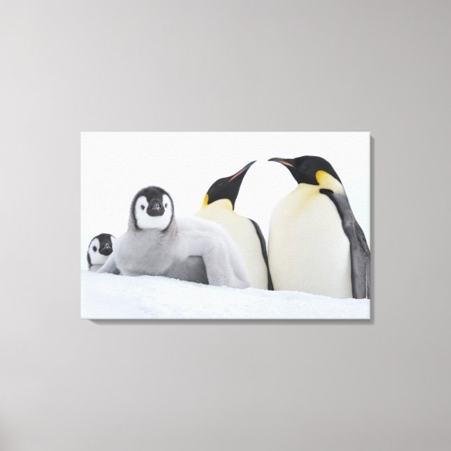 Lienzo Pingüino emperador (Aptenodytes forsteri) (Anverso)
