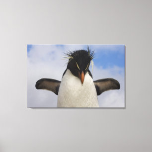 Lienzo Pingüino saltarrocas Eudyptes chrysocome
