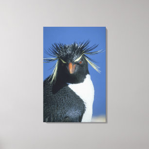 Lienzo Pingüino saltarrocas (Eudyptes chrysocome)
